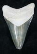 Beautiful Bone Valley Megalodon Tooth #20676-1
